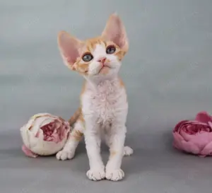 Devon Rex Rüde mit Stammbaum