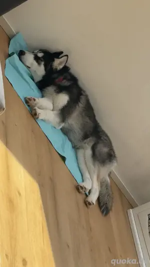 Huskyrüde halbes jahr alt sucht ein neues zuhause  Bild 2