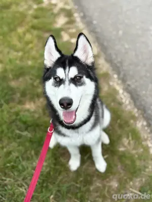 Huskyrüde sucht dringend ein neues zuhause 