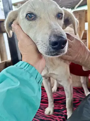 Nala   zierliche, sanfte Hündin sucht erfahrenes Zuhause Bild 4