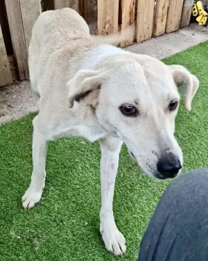 Nala   zierliche, sanfte Hündin sucht erfahrenes Zuhause Bild 7