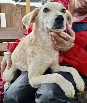 Nala   zierliche, sanfte Hündin sucht erfahrenes Zuhause Bild 2