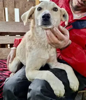 Nala   zierliche, sanfte Hündin sucht erfahrenes Zuhause Bild 8