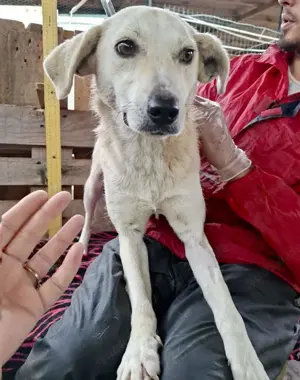 Nala   zierliche, sanfte Hündin sucht erfahrenes Zuhause Bild 3