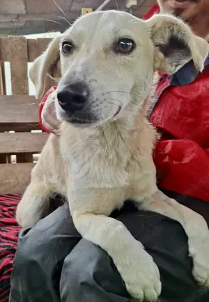 Nala   zierliche, sanfte Hündin sucht erfahrenes Zuhause Bild 5