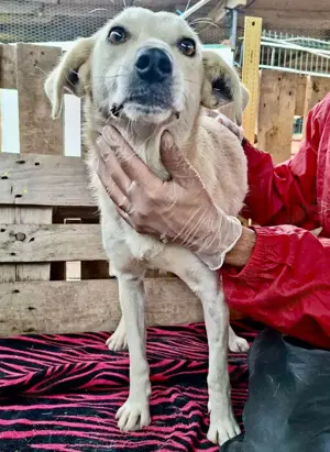 Nala   zierliche, sanfte Hündin sucht erfahrenes Zuhause Bild 6