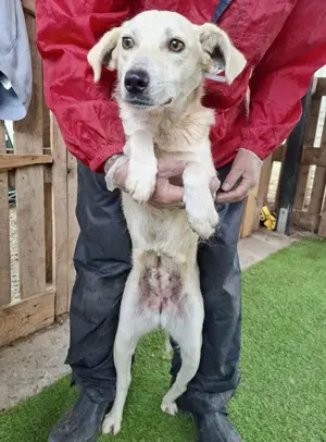 Nala   zierliche, sanfte Hündin sucht erfahrenes Zuhause Bild 10