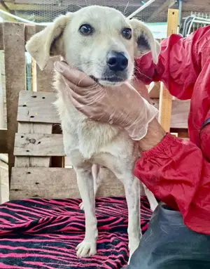 Nala   zierliche, sanfte Hündin sucht erfahrenes Zuhause Bild 9