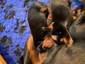 Zwergpinscher  Rehpinscher Welpen mit Ahnentafel
