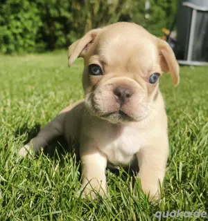 Französische Bulldoggen Welpen mit Nase
