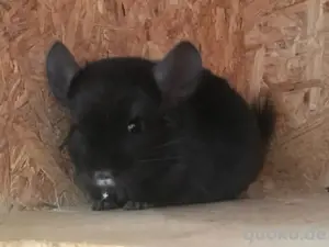 chinchilla abzugeben 