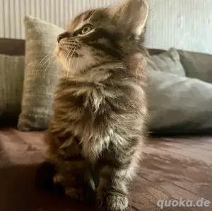 kitten(kater)