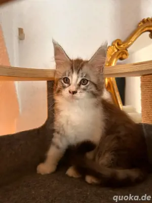 XXL Maine Coon Kitten mit Stammbaum 