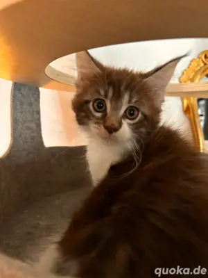 XXL Maine Coon Kitten mit Stammbaum 