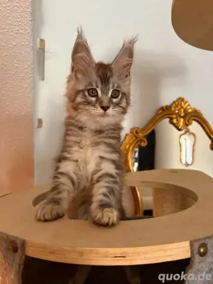 XXL Maine Coon Kitten mit Stammbaum