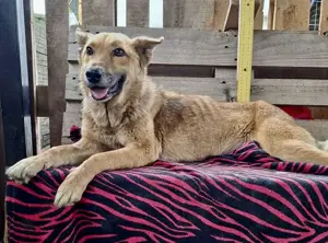 Sanfte Seniorin Rosie