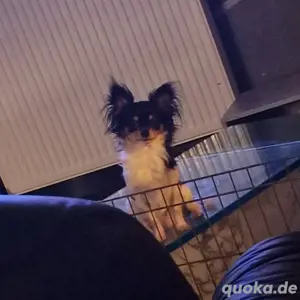 Chihuahua rüde 