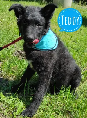 Teddy, hinreißend schöner Mudi - Kroatischer Schäferhund Mix