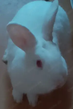 Hasen ist Schneeweiß 