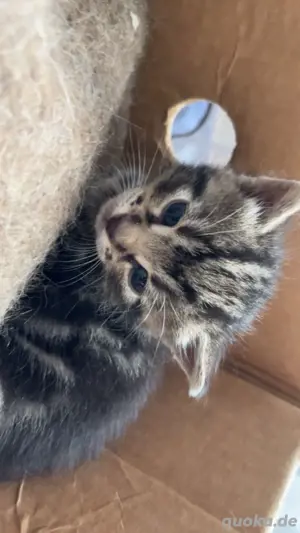 Europäische kurzhaar baby katzen zum verkaufen.