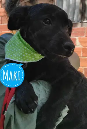 Maki, zuckersüßer und junger Rüde, Mudi - Kroatischer Schäferhund Mix