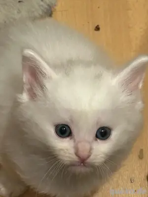 maine coon ragdoll katerchen 2 verschiedene augen  Bild 2