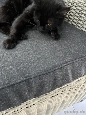 7 jährige Katze sucht neues Zuhause 