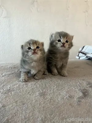 BKH Kitten Mädchen&Junge noch frei!!