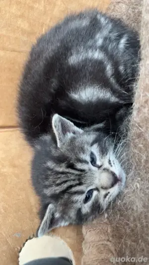 Europäische kurzhaar baby katzen zum verkaufen. Bild 2