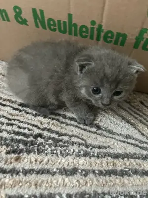 BKH kitten
