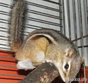  nordam. Backenhörnchen abzugeben!