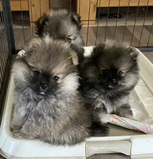 Zwergspitz Pomeranian Welpen mit Ahnentafel