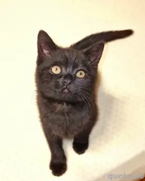 BKH Kitten, 12 Wochen, Männchen. Abgabebereit!