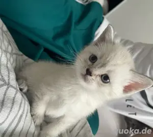 BKH - Heilige Birma kitten 
