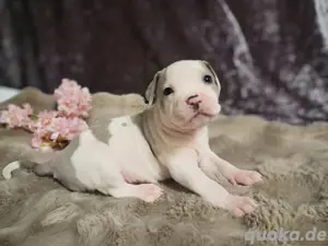 American Bully XL Welpen 