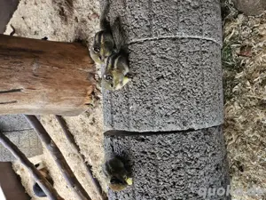 Chinesische Baumstreifenhörnchen Bild 2