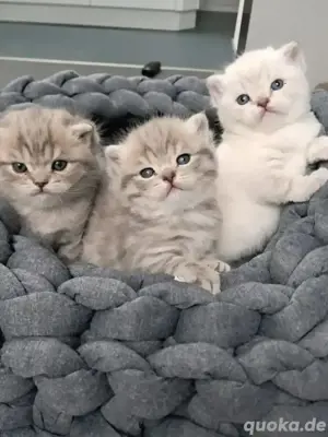 Bkh kitten