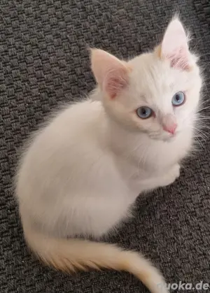2 Ragdoll Kitten Auszugsbereit 