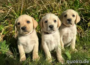 nur noch 3 zuckersüße Labrador (weibchen)Welpen