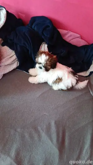 reinrassige shihtzu Hündin 