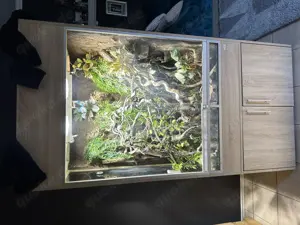 Chamäleon mit Terrarium