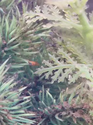 Guppy sind frisch geboren 