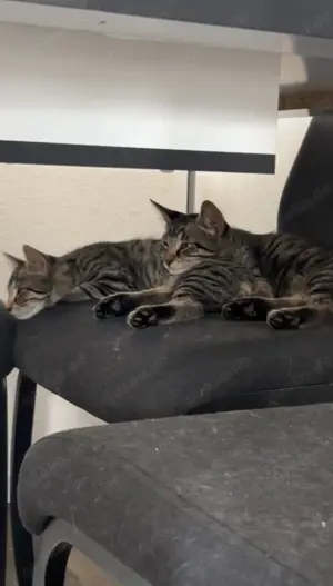 Kitten zu verkaufen