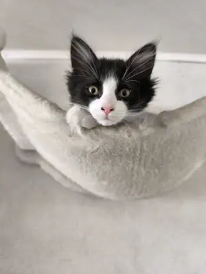 Maine Coone Norwegische Waldkatze Mix - Katerchen Michl