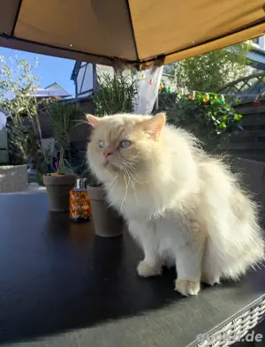 BKH-Ragdoll Kitten mit Zubehör  Bild 10