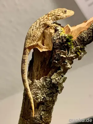 1.0 Chamäleongecko (Eurydactylodes agricolae) 