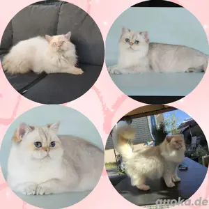 BKH-Ragdoll Kitten mit Zubehör  Bild 7