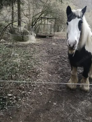 Biete Weideplatz für ruhiges Pony Kleinpferd oder Gnadenbrotplatz Bild 2