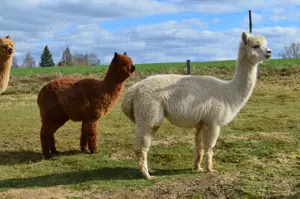  Alpaka Stute Bild 2