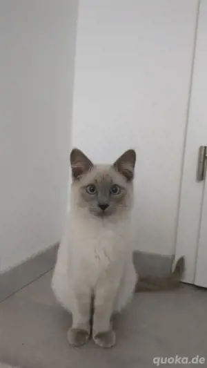 ragdoll kitten sucht neues Zuhause (5 monate) 